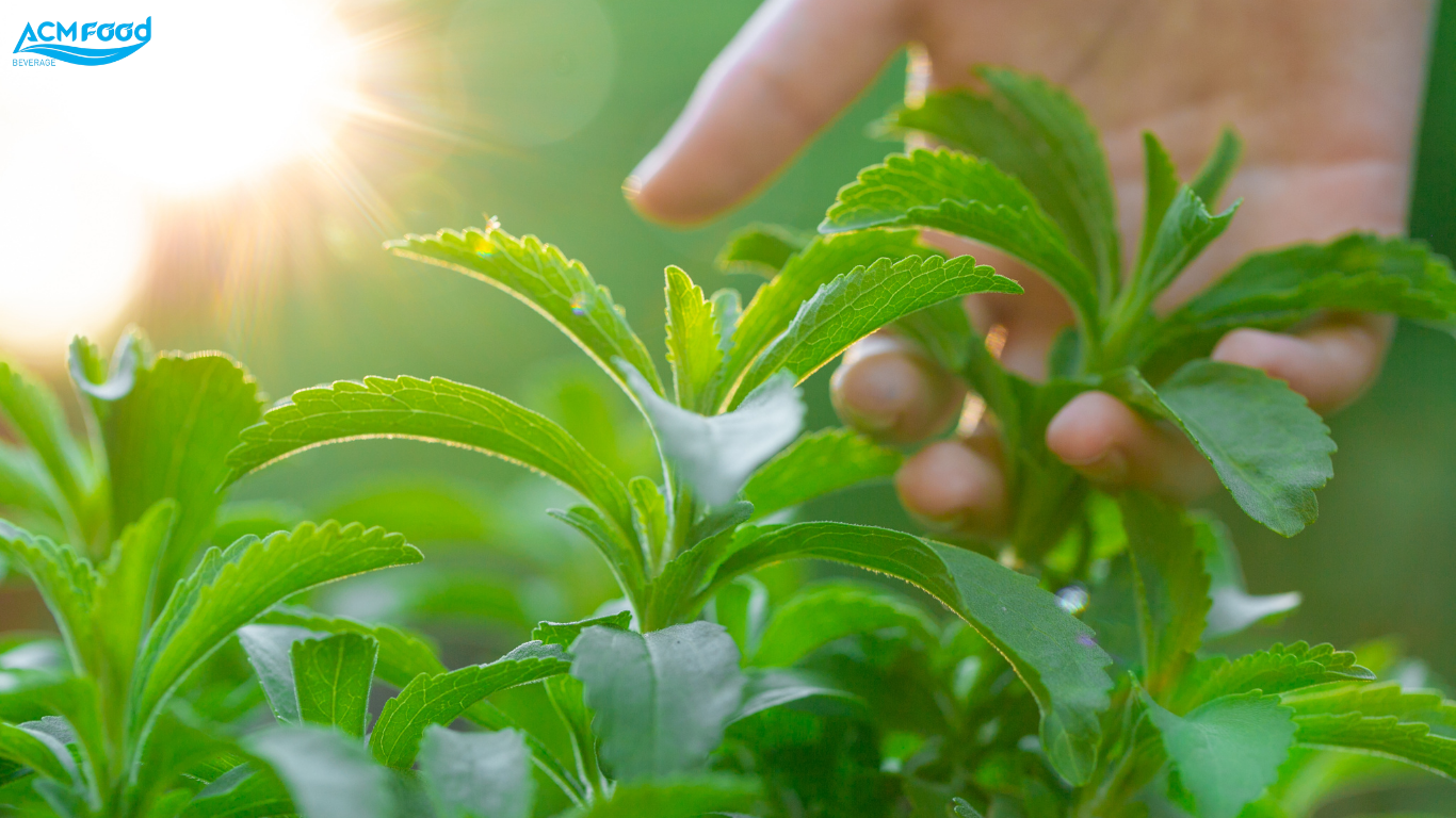 🌿 Stevia – Natural Sweetener Opens New Trends for Beverage Industry