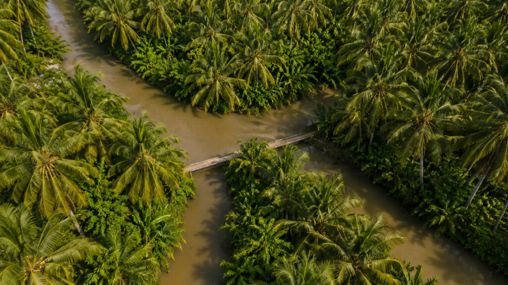 Vietnam Beverage Market 2026: Sourcing the Best Coconut Water from Vietnam - 1