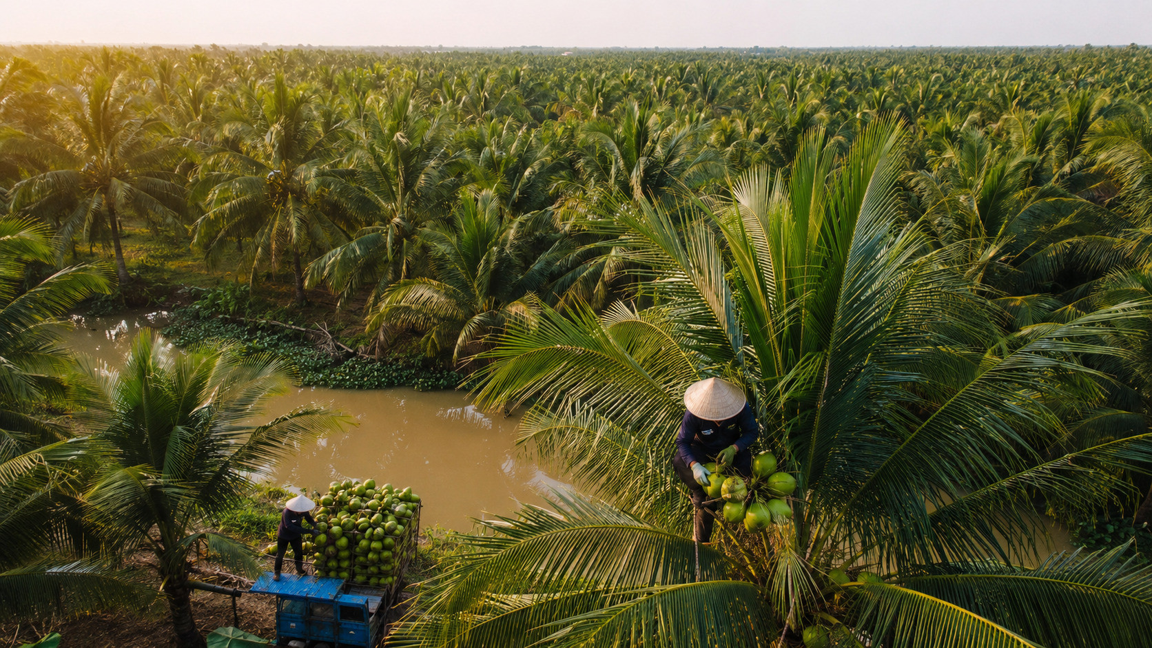 How coconut water with pulp creates added value for beverage brands - 2