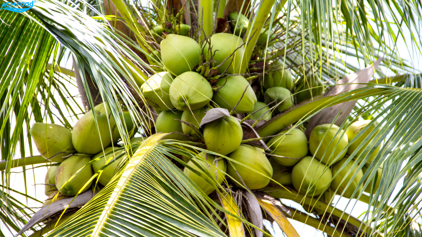 COCONUT – THE ESSENCE OF THE TROPICAL REGION, TIMELESS VALUE