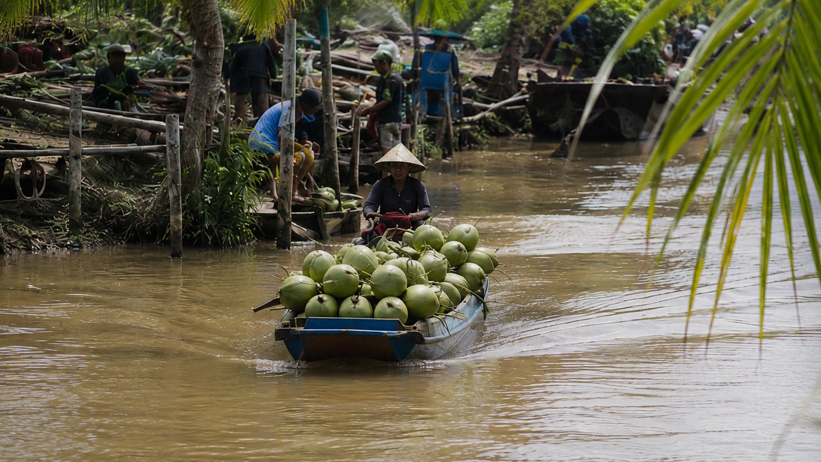 Why best quality coconut water performs strongly in export markets - 2